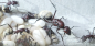 Preview: Camponotus storeatus