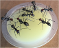 Preview: Camponotus singularis