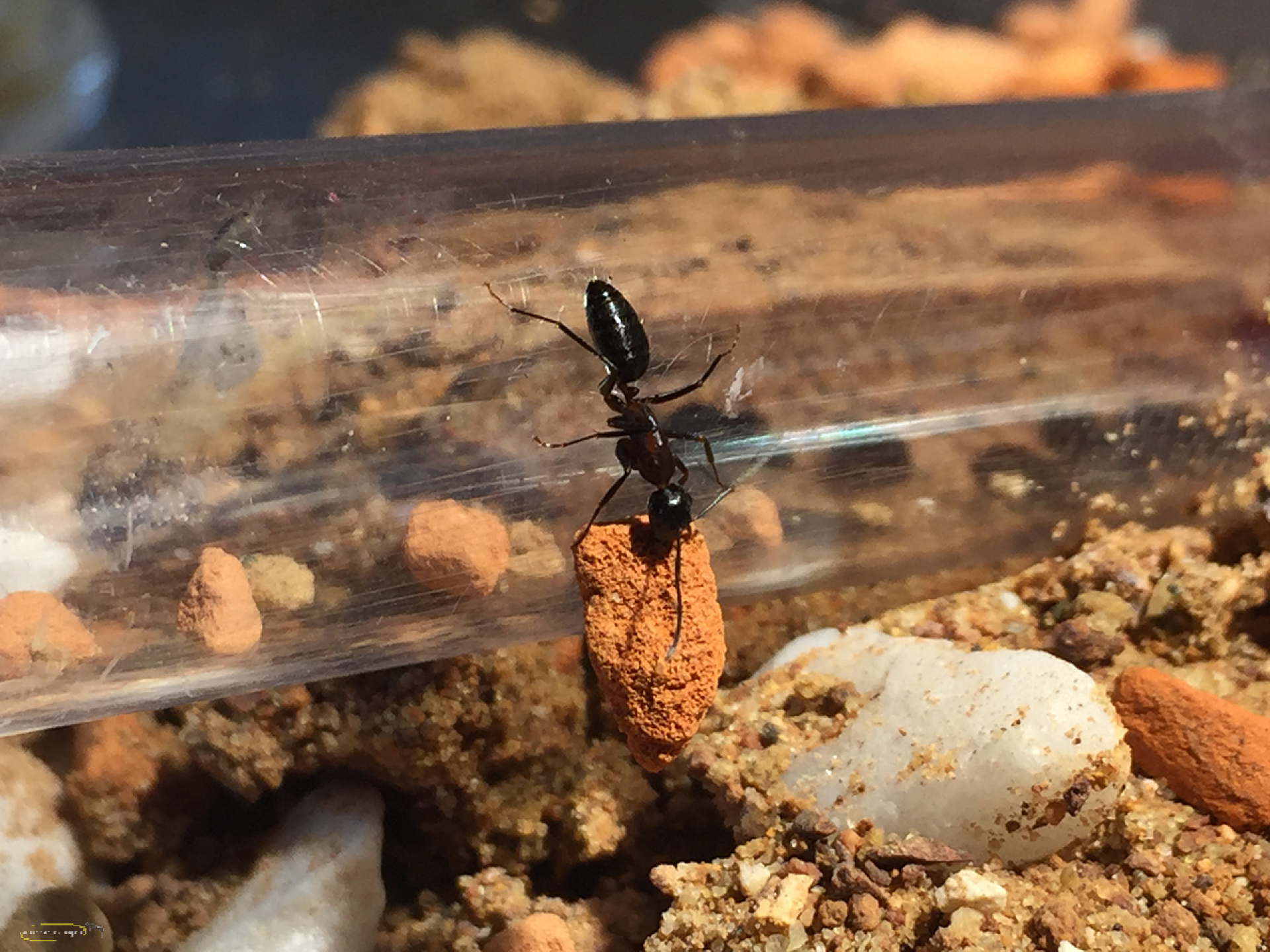 Camponotus herculeanus (Schwarze Rossameise)