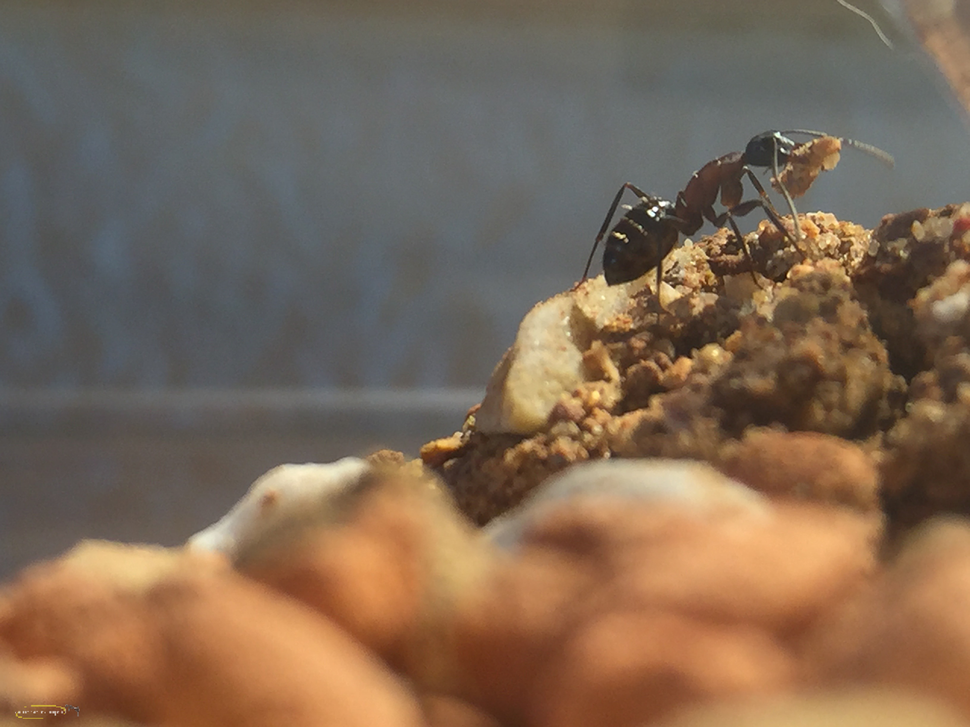 Camponotus herculeanus (Schwarze Rossameise)